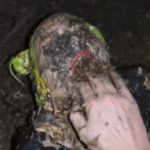 Willing Abuse Sickjunk Fan Having Fun Out Doors