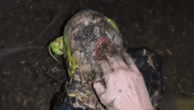 Willing Abuse Sickjunk Fan Having Fun Out Doors